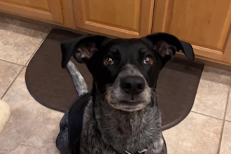 create dog ugc content for your pet brand and pet products