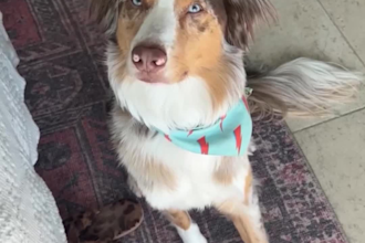 be your australian shepherd dog model