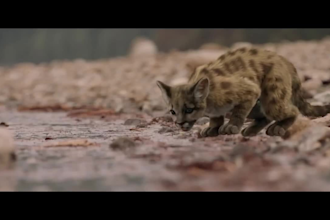 do realistic 3d animal animation, cgi animal model and rig, fur xgen,groom, vfx