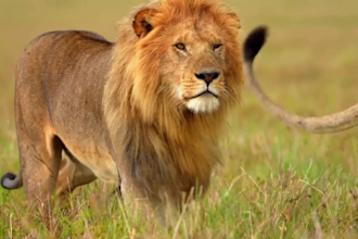 create animal channel and upload 30 videos 4k with SEO