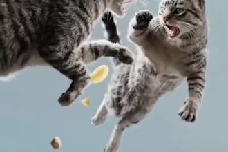 integrate 3d animal animation, 3d character design, 3d rigging, 3d animal model