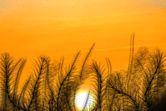 draw a landscape vector or illustration