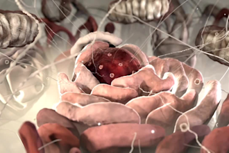 do professional 3d medical animation