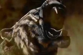 integrate 3d realistic animal animation 3d animal model rigging, xgen fur cgi
