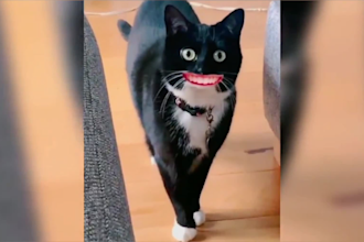 create viral cute funny animals videos pets, compilations videos within 24 hrs