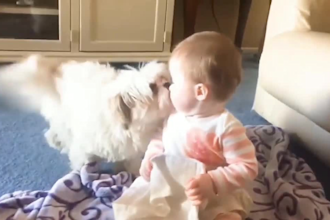 make funny dogs compilation videos for youtube and facebook