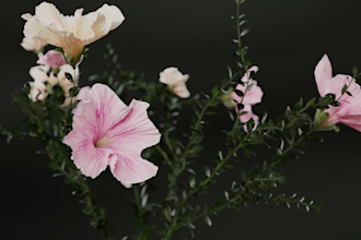 do 3d flower animation 3d flower model plant cgi product design for ads