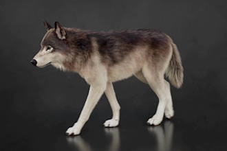 create realistic 3d animal animation, animal model and rigging, xgen with fur