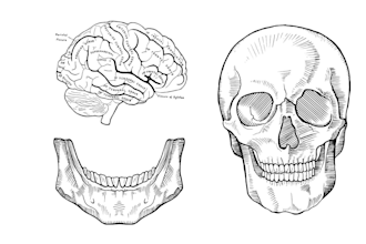 hand draw medical illustrations, diagrams and anatomy sketches