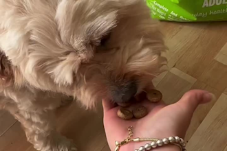 do dog and cat ugc video for your product and brand