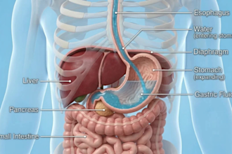 ai medical animation, ai anatomy animation, medical animation, explainer video