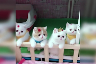 make copyright free monetize viral pet funny video for youtube