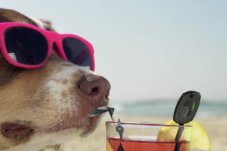 做一个有趣的视频广告，在海滩上有一只狗