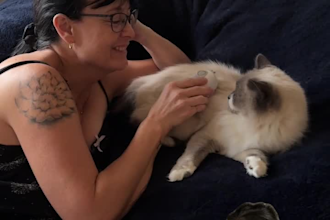 create natural cat ugc videos