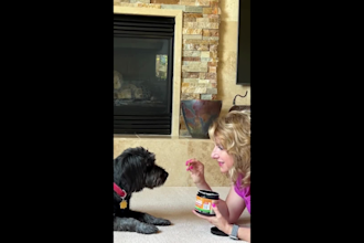 create dog ugc videos for your pet brand or services