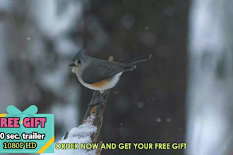 create a beautiful  winter video for your song