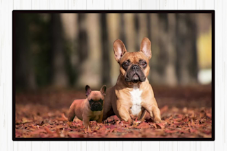 create adult and puppy pet together portrait