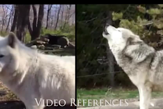 3d animal animation, cgi animal animation,3d animal model,vfx animal compositing