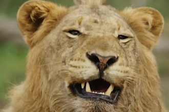 edit wild animal fight, animal documentary video for youtube within 24 hours