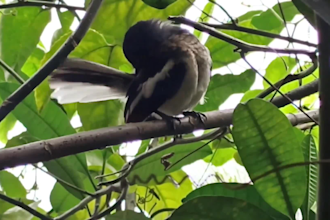 provide you village nature and rare animal lifestyle videos
