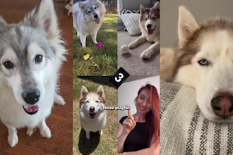 create ugc husky dog video ads for tiktok instagram facebook