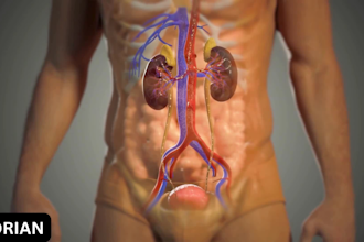 create realistic 3d anatomical medical visualization video, 3d medical animation