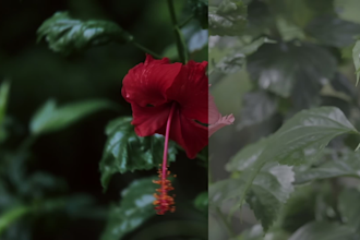 do cinematic color grading in davinci resolve studio