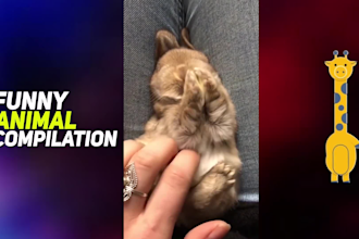 create a funny and cute animal, pet compilation videos