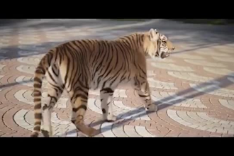 model and animate 3d animal, 3d animal animation, 3d animal creatures, 3danimal