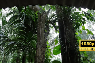 film 4k and HD original rain videos and sounds