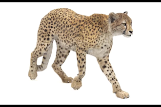 3d animal model,3d model, character modeling,3d cute,3d animal rigging animation