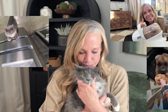 create a ugc video for your pet product