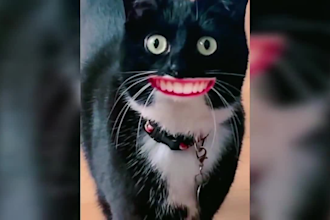 create copyright free funny animal video editing for youtube within 24 hours