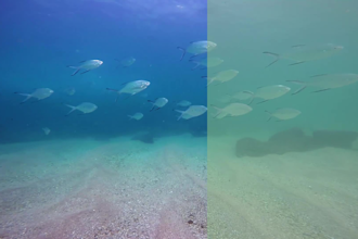 do color grading and  color correction of underwater videos