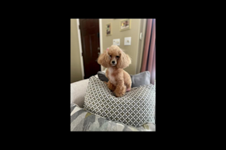 create small dog product photos and ugc video ads