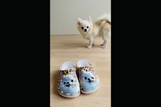 be your pet, dog, chihuahua model