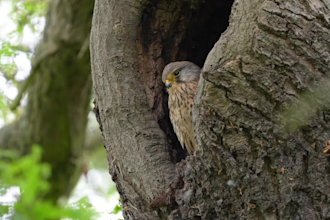 record authentic british wildlife documentary narration