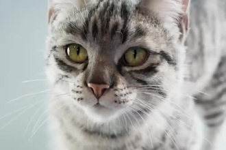 create and animate 3d animal charater, 3d animal animation, character animation