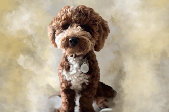 draw your dog or cat pet into a digital oil painting