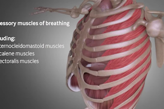 do 3d medical animation, anatomy surgery breathing mechanics 3d explainer video