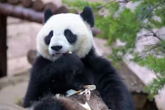 do 3d animal animation, cgi animal model, 3d animal design for commercial uses