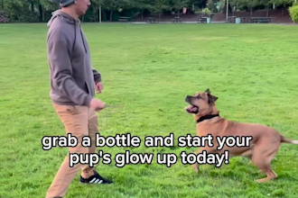 create ugc videos for dog products