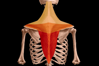 draw anatomy images and medical illustrations professionally