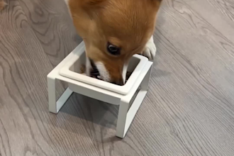 create ai dog or cat ugc videos for your pet product and services