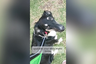create dog ugc ads and product photos