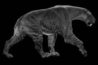 make 3d cgi animal animation, 3d animal model, animal creature rigging, xgen fur