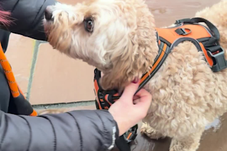 create dog ugc for your pet products or brand