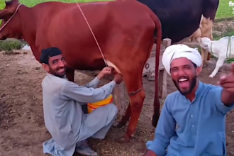 create a funny independence day video or funny happy birthday video