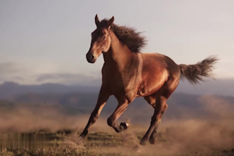 create realistic 3d animal models, fur, xgen grooming rigging horse animation