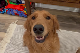 create authentic pet ugc with my two goldens